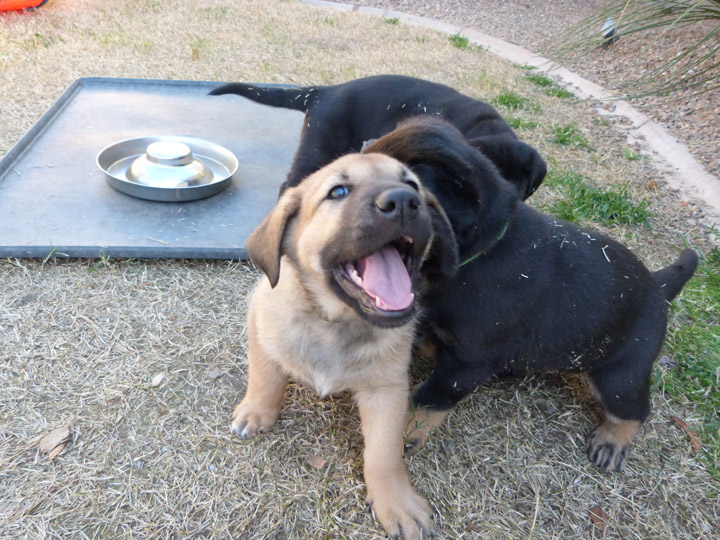 chinook dog